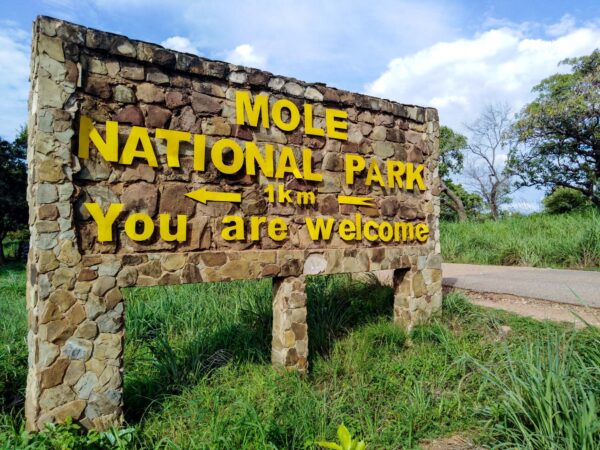 Safari Trip to Mole National Park